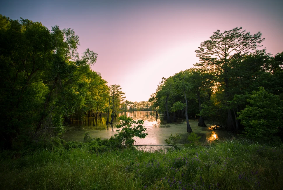 Nature's Haven: Uncovering the Natural Beauty of Holly Springs